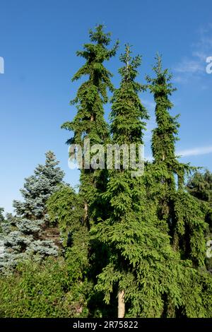 Picea abies 'Rothenhaus' Norway spruce Trees Upright European spruce Tree Columnar Picea Narrow Form Stock Photo