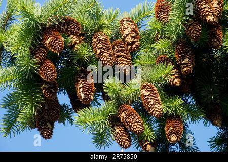 Spruce cones hang from the ends of branches Stock Photo