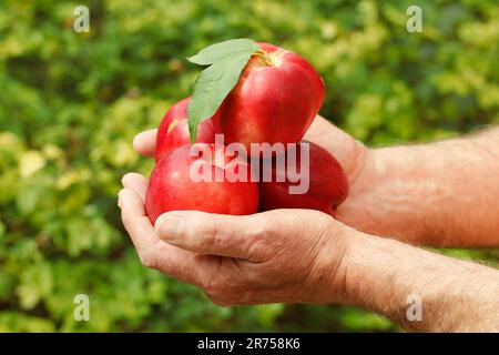 Nectarines. Stock Photo