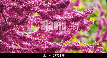pink blossoming redbud branch. warm april day Stock Photo