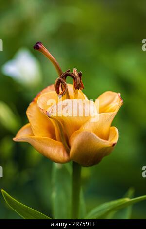 Lily 'Apricot Fudge', flower, Asiatisk lilja (Lilium asiatica) Stock Photo