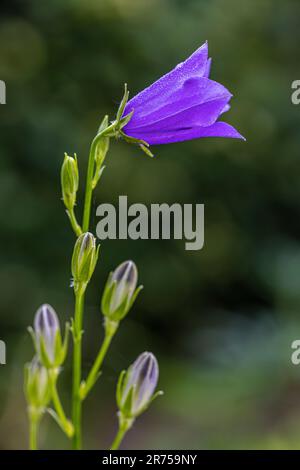 Peach-leaved bellflower, Campanula persicifolia, flower with dewdrops Stock Photo