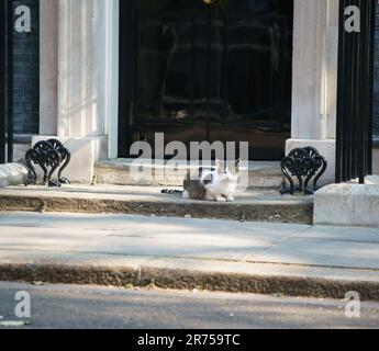 London, UK. 13th June, 2023. Larry, Chief Mouser to the Cabinet Office, waits for ministers to arrive for the weekly Cabinet meeting PICTURED Credit: Bridget Catterall/Alamy Live News Credit: Bridget Catterall/Alamy Live News Stock Photo