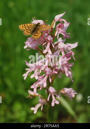 military orchid (Orchis militaris), inflorescence with  marsh fritillary , Euphydryas aurinia , Germany, Bavaria Stock Photo