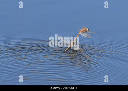common sympetrum, common darter (Sympetrum striolatum), flying tandem laying eggs in mid-November, climate change, Germany, Bavaria Stock Photo