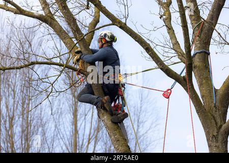 tree care service in an oak, Germany, Bavaria, Isental Stock Photo