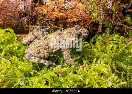 yellow-bellied toad, yellowbelly toad, variegated fire-toad (Bombina variegata), on moss, side view, Germany, Bavaria Stock Photo
