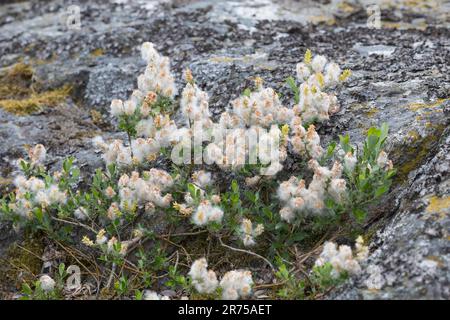 Creeping willow (Salix repens), with seeds, Sweden Stock Photo