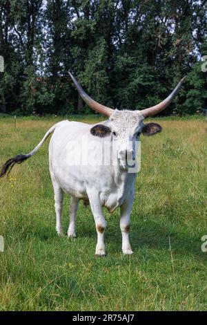 Hungarian Steppe Cattle, Hungarian Grey Cattle, Hungarian Podolian Steppe Cattle (Bos primigenius f. taurus), bull on in grassland, Germany, Bavaria, Stock Photo