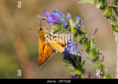 Large skipper (Ochlodes venatus, Ochlodes venata, Ochlodes sylvanus), at flower of bugloss, Germany, Bavaria Stock Photo