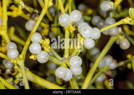 mistletoe (Viscum album subsp. album, Viscum album), berries, Germany, Bavaria Stock Photo