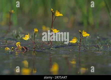 western bladderwort (Utricularia australis), blooming in water, Germany, Bavaria Stock Photo