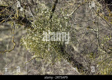 mistletoe (Viscum album subsp. album, Viscum album), on willow with a lot of berries, Germany, Bavaria Stock Photo