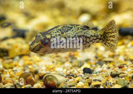 Red tailed Red eye puffer, Crested Puffer (Carinotetraodon irrubesco), swimming female, side view Stock Photo