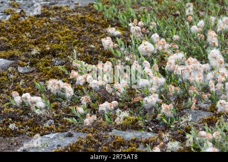 Creeping willow (Salix repens), with seeds, Sweden Stock Photo