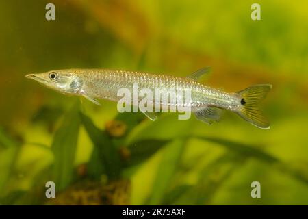 African pike characins, hepsetids (Ctenolucius hujeta), swimming male, side view Stock Photo