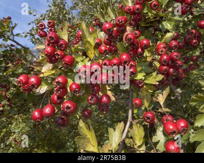 common hawthorn, singleseed hawthorn, English hawthorn (Crataegus monogyna), branch with fruits, Germany, Bavaria Stock Photo