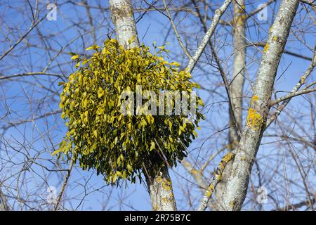 mistletoe (Viscum album subsp. album, Viscum album), on willow with a lot of berries, Germany, Bavaria Stock Photo