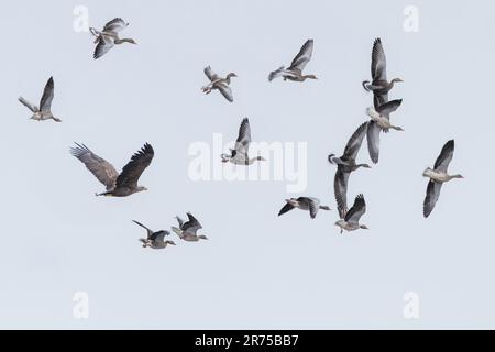 white-tailed sea eagle (Haliaeetus albicilla), attacking swarm gray geese, gray geese fleeing from hunting white-tailed eagle, Germany, Bavaria, Lake Stock Photo