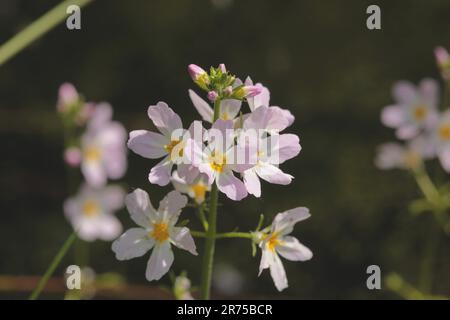 water-violet, water violet (Hottonia palustris), flowers, Germany Stock Photo