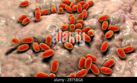Whooping cough bacteria (Bordetella pertussis), computer illustration. B. pertussis are gram-negative, aerobic, non-motile, coccobacillus bacteria. Th Stock Photo
