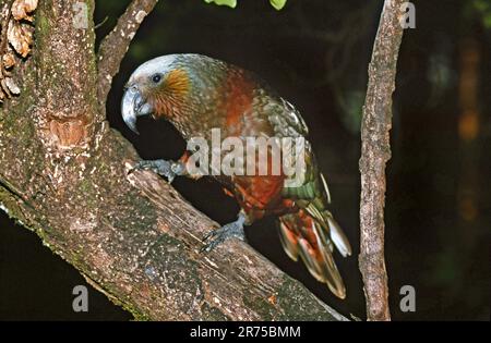 kaka (Nestor meridionalis), on a tree, New Zealand Stock Photo