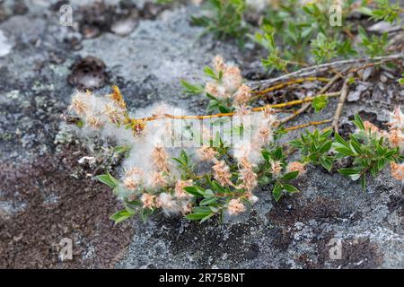 Creeping willow (Salix repens), with seeds, Sweden Stock Photo