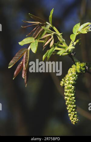 walnut (Juglans regia), branch with male catkins, Germany Stock Photo