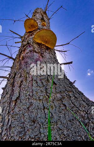 Red Banded Polypore, Red-banded Polypore, Red belted Bracket, Red-belted Bracket (Fomitopsis pinicola, Fomes pinicola, Fomes marginatus), bracket on Stock Photo