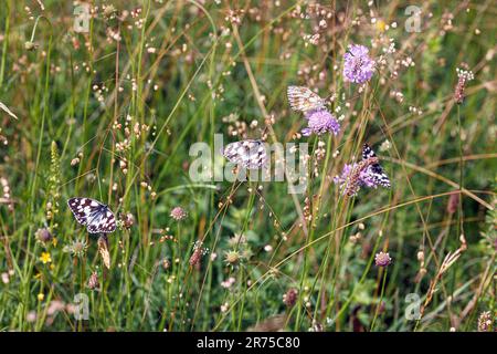 marbled white (Melanargia galathea), several on field scabious and quaking grass, Germany, Bavaria Stock Photo
