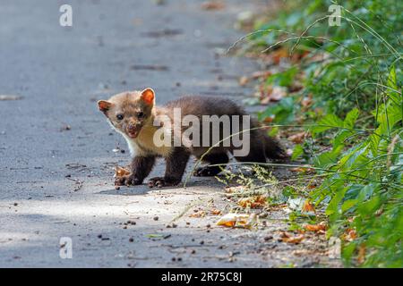 Beech marten, Stone marten, White breasted marten (Martes foina), eating dry wild cherries that have fallen from a tree on a bike path, Germany, Stock Photo