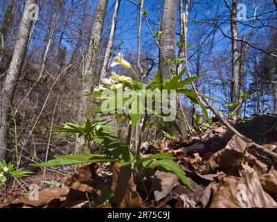 Coralroot, Bulb-bearing toothwort (Cardamine enneaphyllos, Dentaria enneaphyllos), blooming, Germany, Bavaria Stock Photo