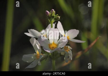 water-violet, water violet (Hottonia palustris), flowers in backlight, Germany Stock Photo