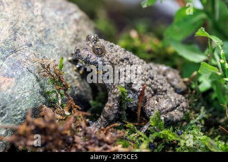 yellow-bellied toad, yellowbelly toad, variegated fire-toad (Bombina variegata), on moss, side view, Germany, Bavaria Stock Photo