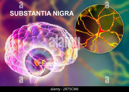 Substantia nigra. Computer illustration showing a healthy substantia nigra from a human brain and a close-up view of dopaminergic neurons found in the Stock Photo