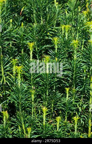 Cephalotaxus harringtonii 'Fastigiata', Japanese Plum Yew Stock Photo