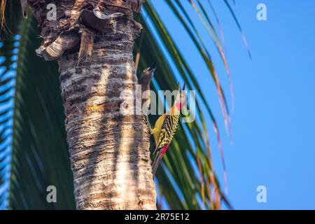 Red Bellied woodpecker bird on a tropical palm tree in rainforest Stock Photo