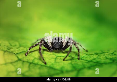 Jumping spider wildlife bug macro closeup on a green leaf Stock Photo