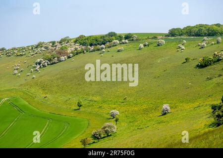 New Plantation and Church Hill which forms part of Longfurlong in the South Downs National Park, West Sussex, southern England, UK. Stock Photo