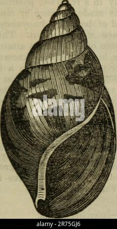 'Elements of zoology, or, Natural history of animals / ed. by D.M. Reese' (1849) Stock Photo