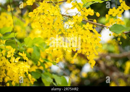 Beautiful Cassia fistula golden shower, golden rain flowers blooming on the  tree in Taiwan Stock Photo - Alamy