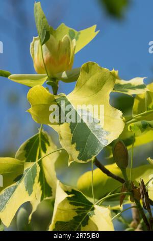 Liriodendron tulipifera 'Aureomarginatum'. Variegated Tulip Tree Stock Photo
