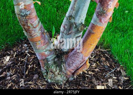 Chinese Red Birch, Betula albosinensis 'Red Panda', Tree bark, Trunk Betula 'Red Panda' in garden Stock Photo