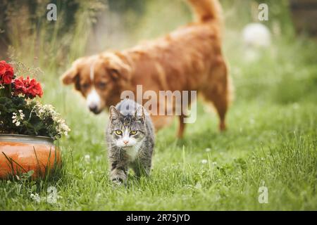 Cat and dog playing together on garden. Freindship between old tabby domestic cat and Nova Scotia Duck Tolling Retriever. Stock Photo
