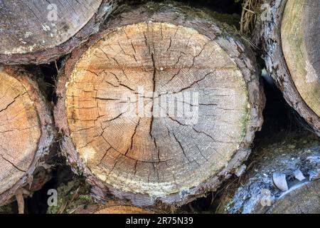 Italy, Veneto, Belluno, Agordino, detail of pile of lumber in the woods, rough lumber Stock Photo