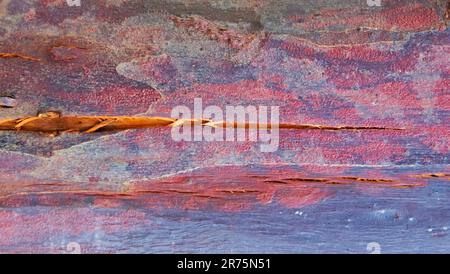 colorful abstract background of wooden surface texture, Stock Photo