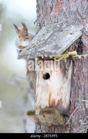 Finland, Lapland, winter, squirrel, Sciurus vulgaris Stock Photo