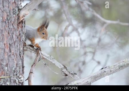 Finland, Lapland, winter, squirrel, Sciurus vulgaris Stock Photo