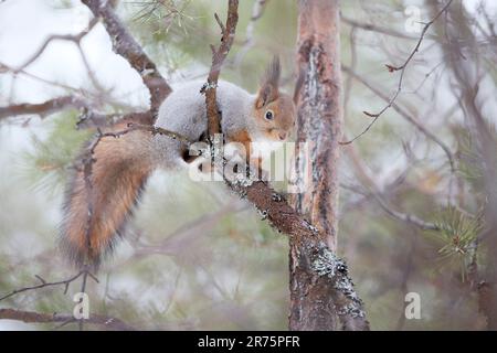 Finland, Lapland, winter, squirrel, Sciurus vulgaris Stock Photo