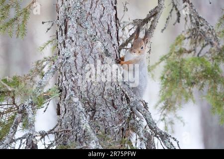 Finland, Lapland, winter, squirrel, Sciurus vulgaris Stock Photo